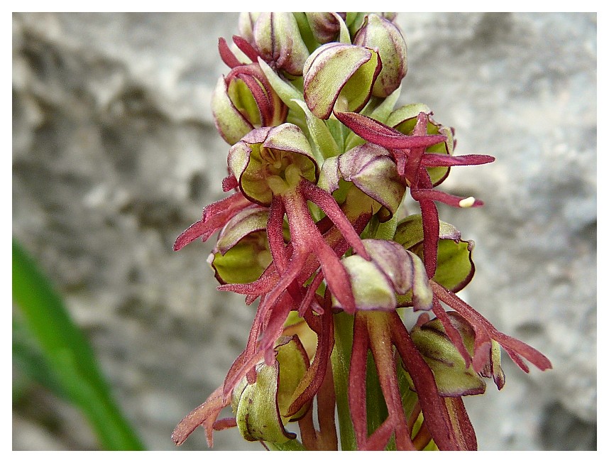 Orchis anthropophora